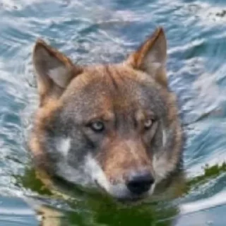 Sticker волчки - 1