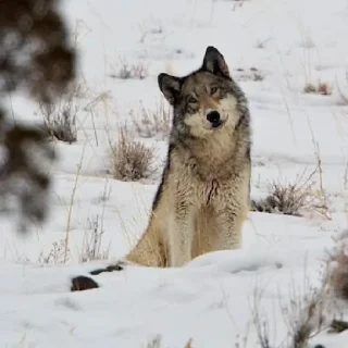 Sticker волчки - 4