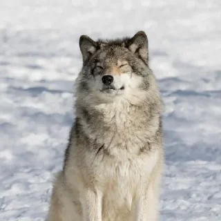 Sticker волчки - 9