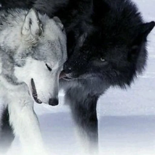 Sticker volchki2 - 1