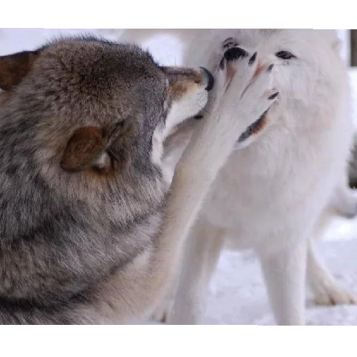 Стикер volchki2 - 1
