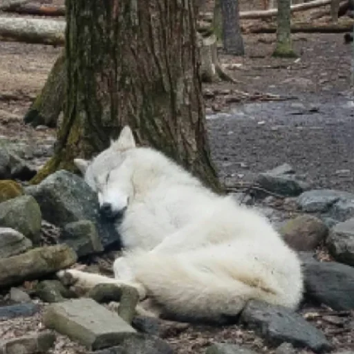 Sticker volchki2 - 1