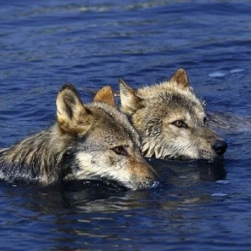 Sticker volchki2 - 1