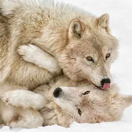 Стикер volchki2 - 1