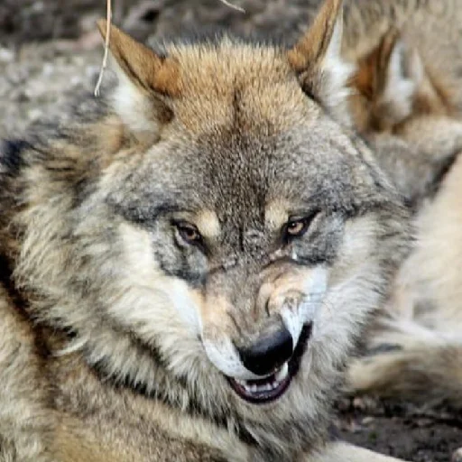 Стикер volchki2 - 1