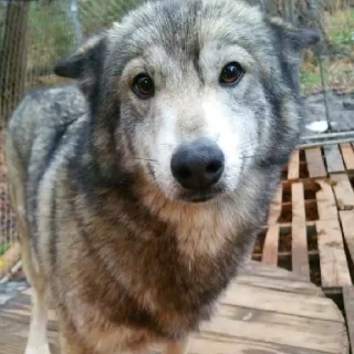 Стикер волчки - 8