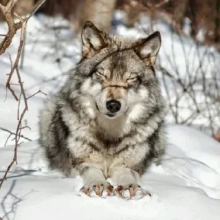 Стикер волчки - 0