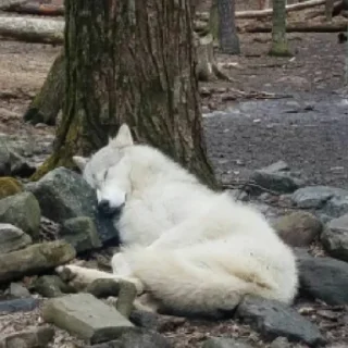 Стикер волчки - 6