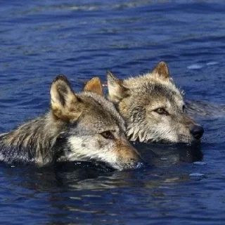 Стикер волчки - 5