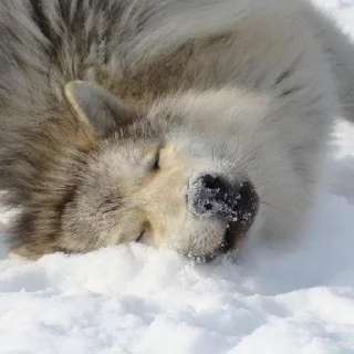 Стикер волчки - 9