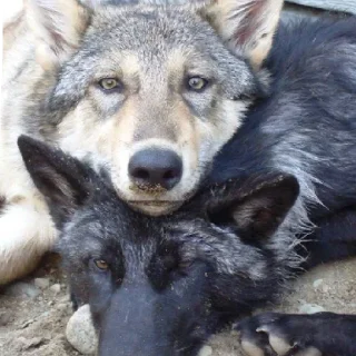 Стикер волчки - 7