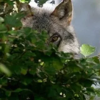 Стикер волчки - 2