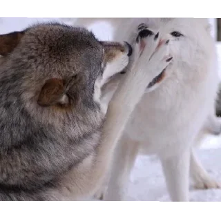 Стикер волчки - 10