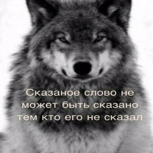 БЕЗУМНО МОЖНО БЫТЬ ВОЛКОМ - 