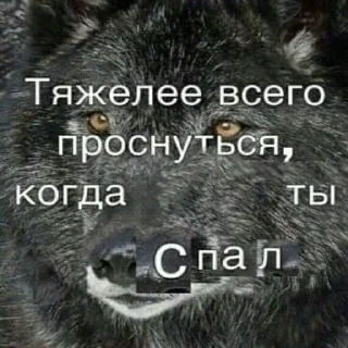 Стикер БЕЗУМНО МОЖНО БЫТЬ ВОЛКОМ - 11