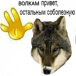 Стикер БЕЗУМНО МОЖНО БЫТЬ ВОЛКОМ - 3