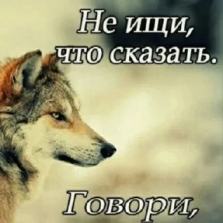 Стикер БЕЗУМНО МОЖНО БЫТЬ ВОЛКОМ - 2