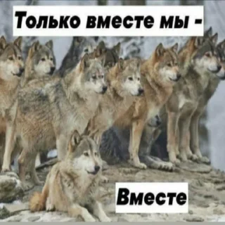 Стикер БЕЗУМНО МОЖНО БЫТЬ ВОЛКОМ - 9