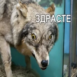 Стикер БЕЗУМНО МОЖНО БЫТЬ ВОЛКОМ - 10