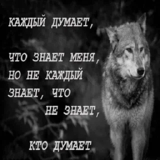 Стикер БЕЗУМНО МОЖНО БЫТЬ ВОЛКОМ - 4