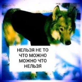 Стикер БЕЗУМНО МОЖНО БЫТЬ ВОЛКОМ - 1