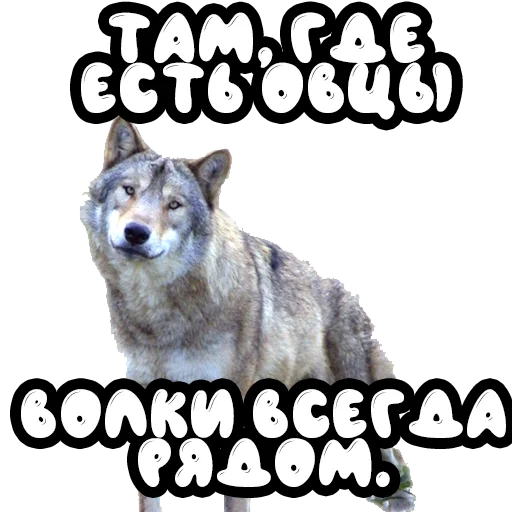 Стикер Волки @stickernayaa - 11