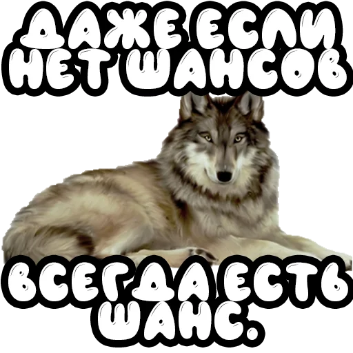 Стикер Волки @stickernayaa - 10