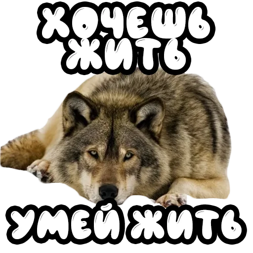 Стикер Волки @stickernayaa - 8