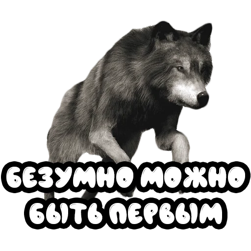 Стикер Волки @stickernayaa - 7