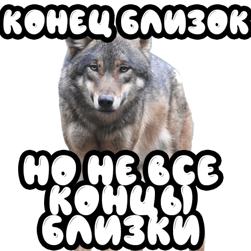 Стикер Волки @stickernayaa - 6
