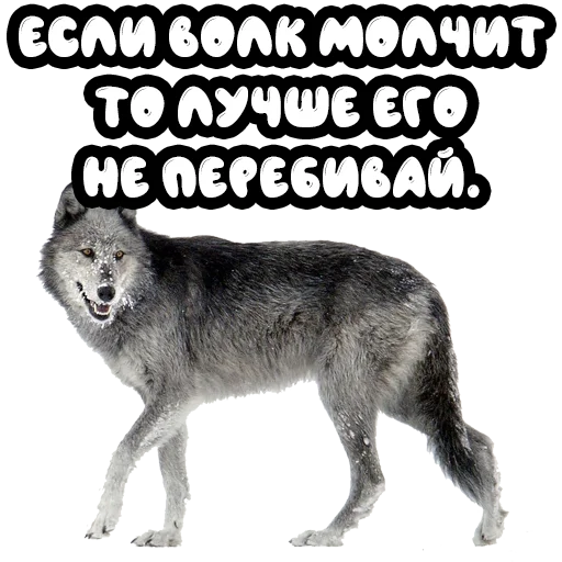 Стикер Волки @stickernayaa - 3