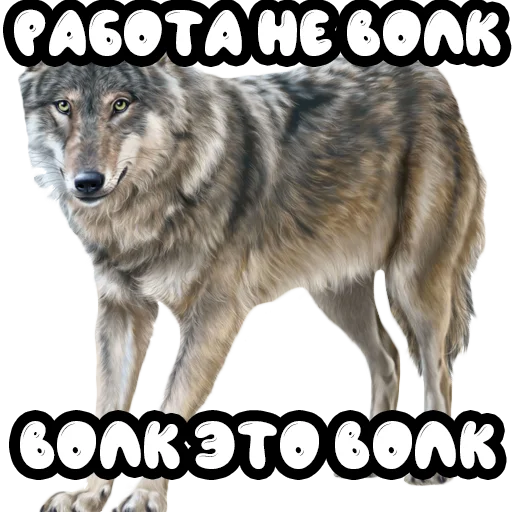 Стикер Волки @stickernayaa - 1