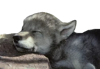 Sticker Волчий Пак @stickerus - 5