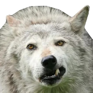 Sticker Волчий Пак @stickerus - 2