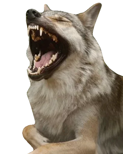 Волчий Пак @stickerus - 