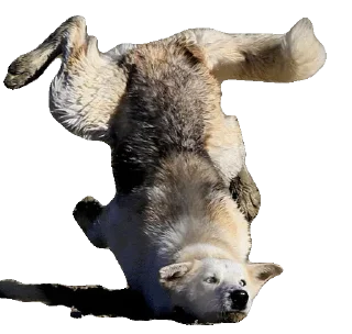 Sticker Волчий Пак @stickerus - 10