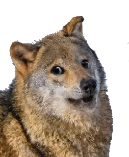 Sticker Волчий Пак @stickerus - 7