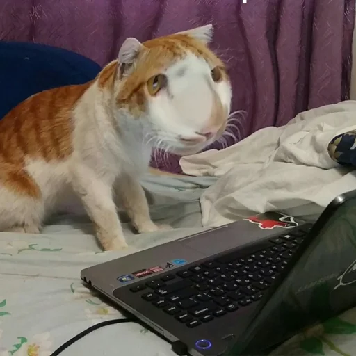 комнатный животное кошка