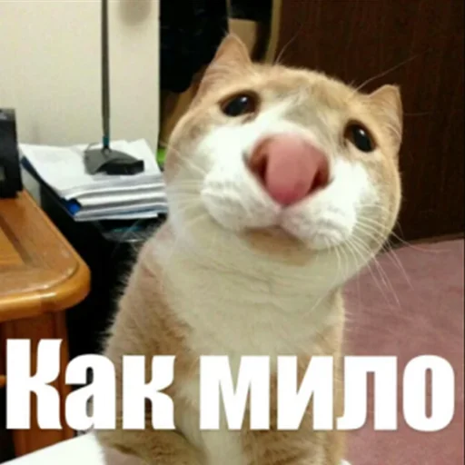 animal mammal small to medium-sized cats