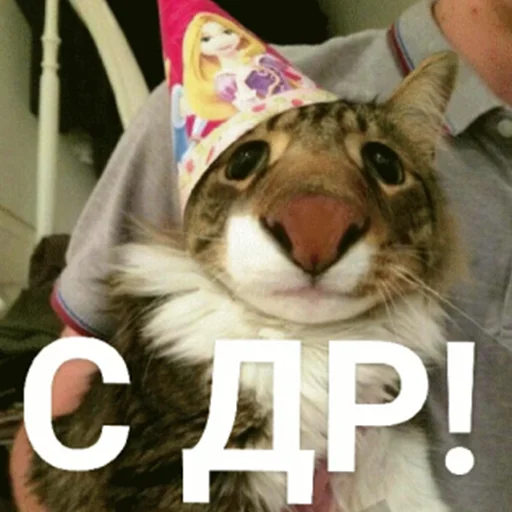 cat felidae small to medium-sized cats