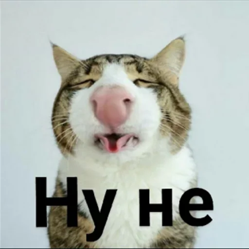 animal mammal felidae