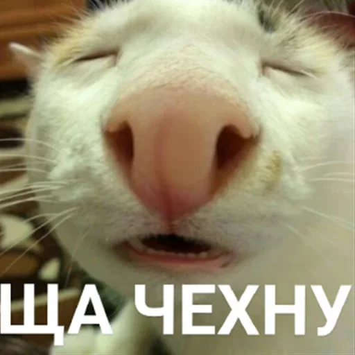 mammal animal whiskers