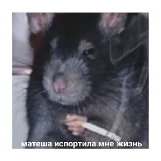 Sticker 9 уае на случай важных переговоров - 8