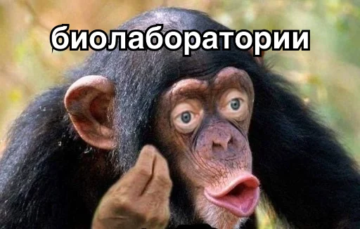 животное млекопитающее примат