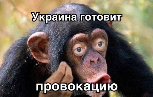 животное млекопитающее примат