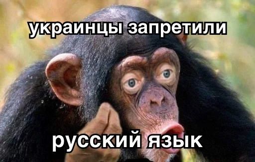 животное млекопитающее примат