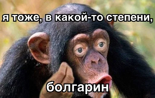 животное млекопитающее примат