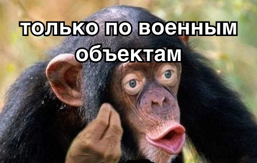 млекопитающее животное примат