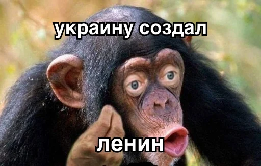 животное млекопитающее примат