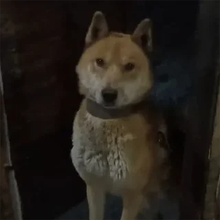 Стикер 8 марта 2.0 (@GOGOl_ls_music) - 4